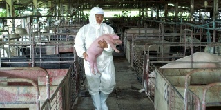 4k视频亚洲兽医在工厂养猪场照顾和饲养一头猪的场景，家畜和家畜的概念