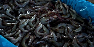鲜海虾在传统海鲜市场出售