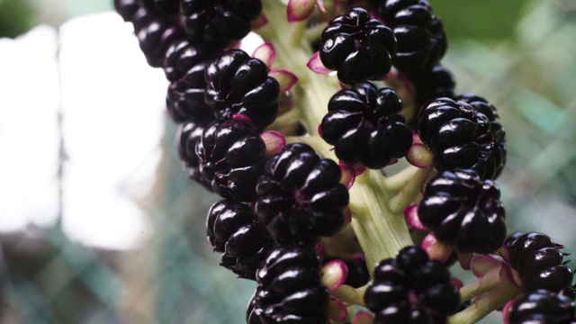 美洲商陆(Phytolacca americana)宏观观