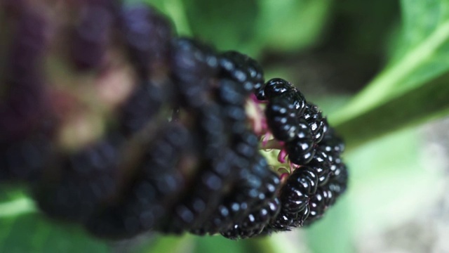 美洲商陆(Phytolacca americana)宏观观