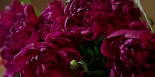 粉红玫瑰的花蕾作为背景。镜头在花瓣上移动