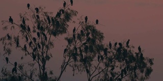 黎明时分，一群鸬鹚在树上
