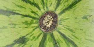 极端的特写和巨大的细节外的一个西瓜锅横跨美味的水果