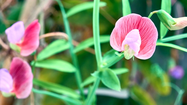 西班牙vetchling - Lathyrus clymenum时间流逝视频