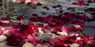 红色，白色，玫瑰花瓣躺在灰色沥青在阳光明媚的下午