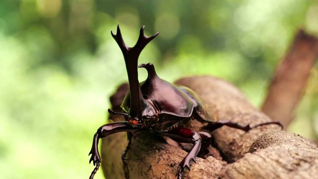 日本犀牛甲虫