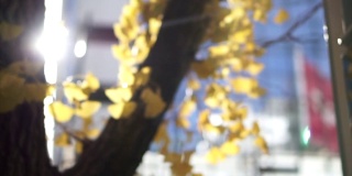 模糊多风的秋日黄银树在城市的城市建筑场景