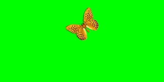 美丽的橙色蝴蝶银洗贝母阿金尼斯帕菲亚飞行和坐在白色和绿色背景近景。循环3d动画与绿色屏幕阿尔法蒙版。