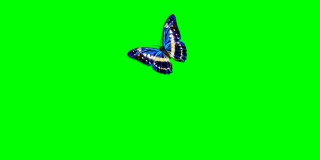 美丽的蓝色蝴蝶飞和坐在白色和绿色背景的特写。可循环的3d动画与绿色屏幕阿尔法蒙版。