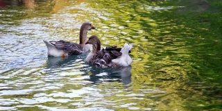 家鹅在泉水清澈的池塘里游泳。在一个阳光明媚的日子里，一对鹅慢慢地游着。在池塘的底部，有水生植物