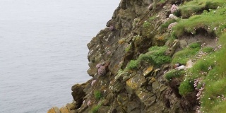 崎岖不平的设得兰群岛上的一群海雀