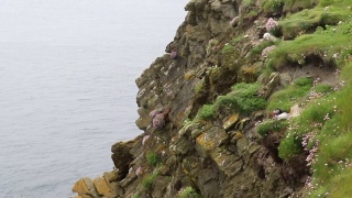 崎岖不平的设得兰群岛上的一群海雀视频素材模板下载