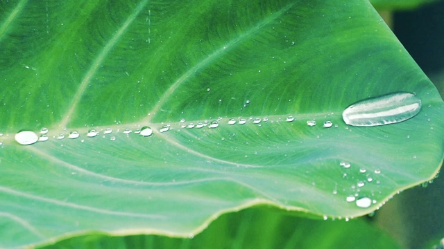 雨水滴在芋头叶子上