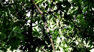 野生猕猴的日常生活——树上坐着一只小猴子视频素材模板下载