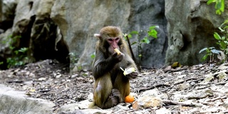 野生猕猴的日常生活是吃食物