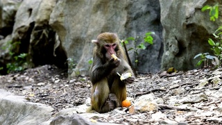 野生猕猴的日常生活是吃食物视频素材模板下载