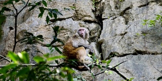 日常生活的野生猕猴正在吃嫩叶