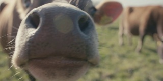 泽西奶牛