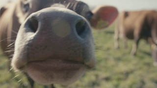 泽西奶牛视频素材模板下载