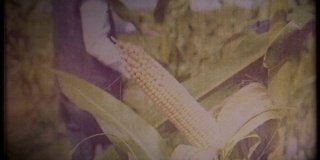 一个农民在玉米地里。一位戴着草帽、穿着马甲的老人走过一片玉米地，检查着收成。复古的视频。古董。