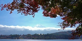 美丽的富士山与枫树在秋天的日本