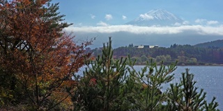 美丽的富士山与枫树在秋天的日本