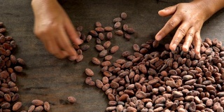 可可豆和可可豆荚在木质表面上。