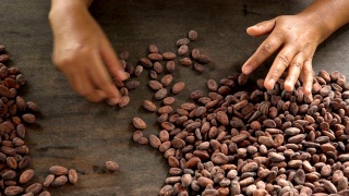 可可豆和可可豆荚在木质表面上。视频素材模板下载
