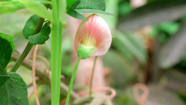 西班牙vetchling - Lathyrus clymenum时间流逝视频