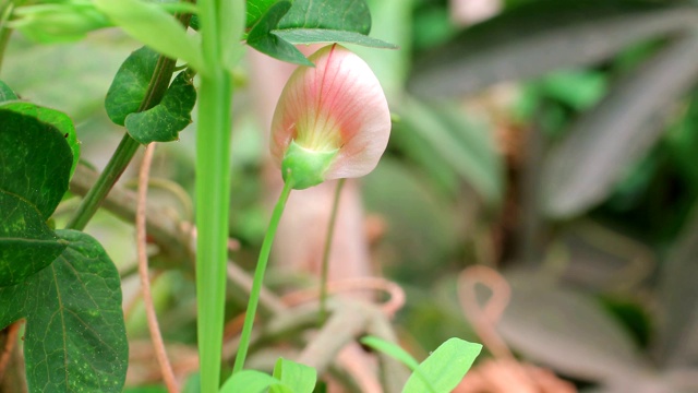 西班牙vetchling - Lathyrus clymenum时间流逝视频