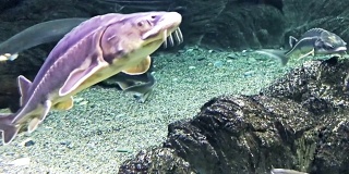 这些鲟鱼漂浮在马林湾水族馆的水下。