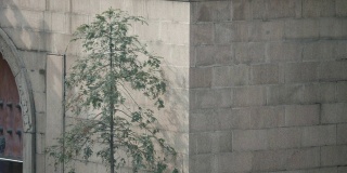 美丽的树在风中摇摆，阴影在墙上的寺庙，4k，慢镜头。
