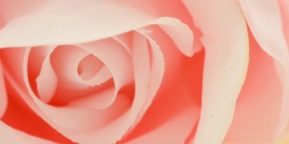 极端特写的粉红玫瑰(人造)-泛-非常详细的微距