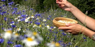 在夏季的田野里，草药师用手在玉米花间采摘雏菊。4 k
