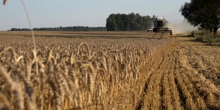 重点从成熟的小麦植株到脱粒机。4 k