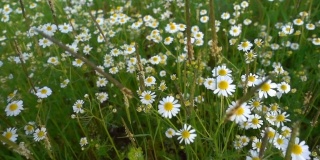 大自然中的白色雏菊花