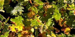 橡树五颜六色的叶子带着霜霜在秋天随风飘动。特写镜头。4 k