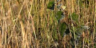 在高草甸草丛里的梨树幼苗在秋天。特写镜头4 k。