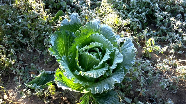 农场种植的初秋清晨冻白菜。放大。