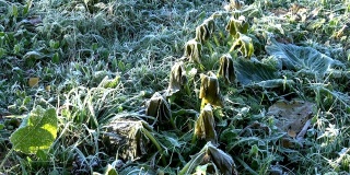 致命的冷冻西葫芦植物叶子在花园的第一次秋天霜冻。倾斜下来。4 k