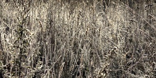 在明亮的阳光下，野生的霜冻草地上的草和植物呈白霜状。4 k