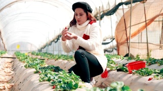 亚洲游客在农场里吃草莓视频素材模板下载