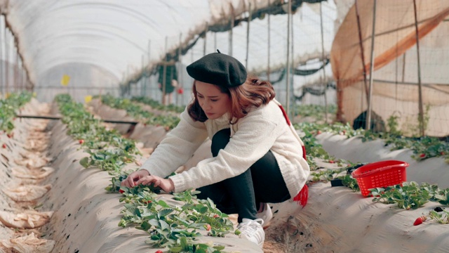 亚洲游客在农场里吃草莓