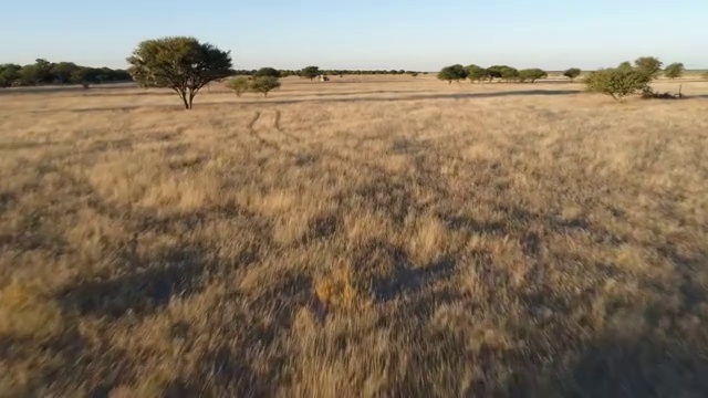 4K空中飞行的视角，一辆狩猎汽车通过非洲大草原，纳米比亚