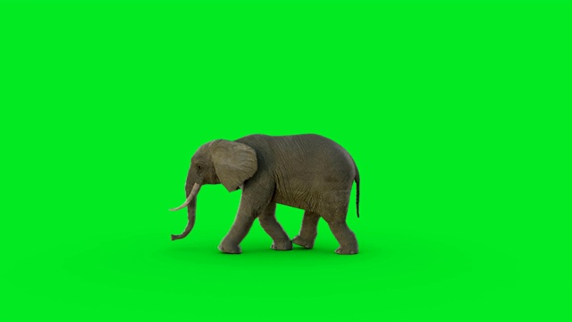 在绿色屏幕上的3D大象动画和超现实渲染