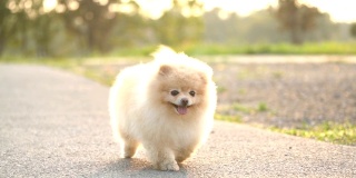 SLO MO -毛茸茸的博美犬奔跑