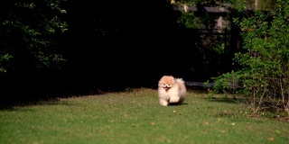 SLO - MO毛茸茸的博美犬快乐地奔跑