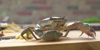 海鲜餐厅。厨房桌子上的活螃蟹。豪华海鲜餐厅的海蟹。海鲜意面的新鲜原料。健康的食物