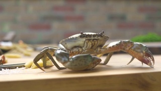 海鲜餐厅。厨房桌子上的活螃蟹。豪华海鲜餐厅的海蟹。海鲜意面的新鲜原料。健康的食物视频素材模板下载