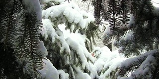 雪绿冷杉，雪花近，圣诞景